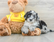 6 week old Mini Sheepadoodle Puppy For Sale - Premier Pups