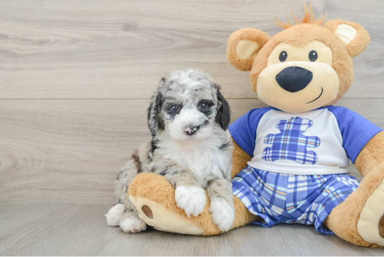 Petite Mini Sheepadoodle Poodle Mix Pup