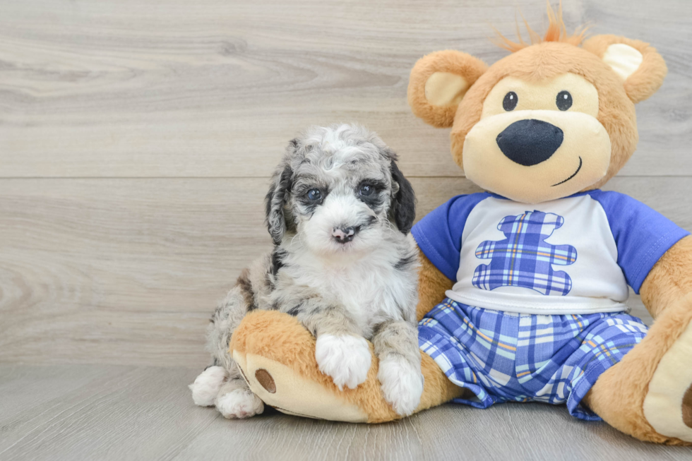 Petite Mini Sheepadoodle Poodle Mix Pup