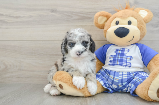 Petite Mini Sheepadoodle Poodle Mix Pup