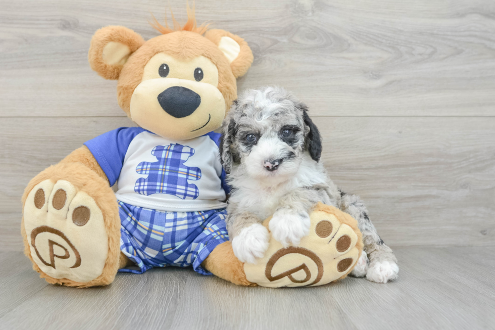 Playful Sheepdoodle Poodle Mix Puppy