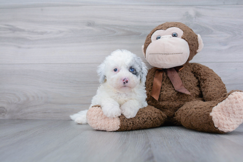 Mini Sheepadoodle Puppy for Adoption