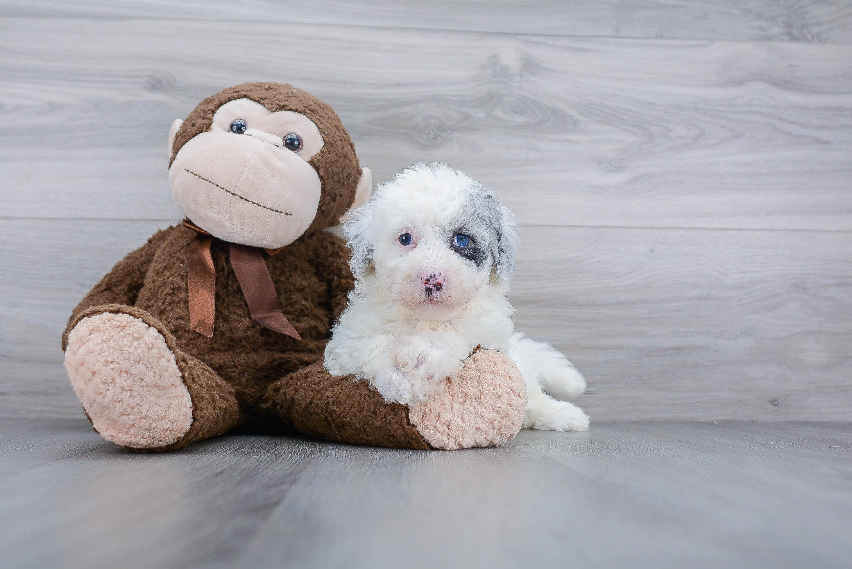 Playful Sheep Dog Poodle Mix Puppy