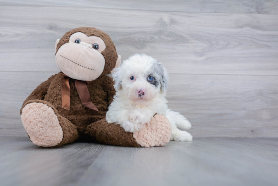 Playful Sheep Dog Poodle Mix Puppy