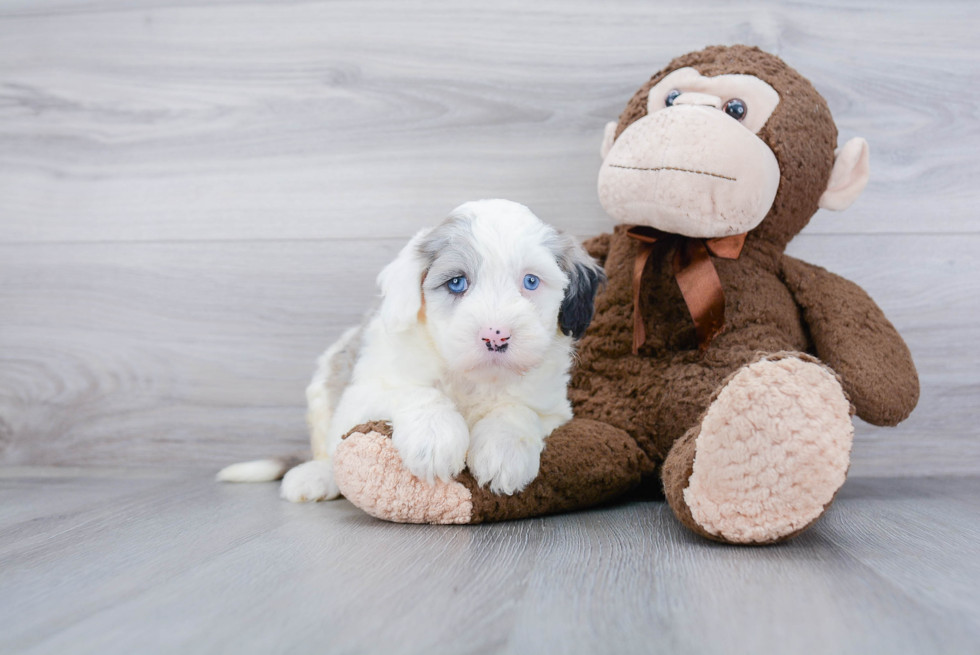 Petite Mini Sheepadoodle Poodle Mix Pup