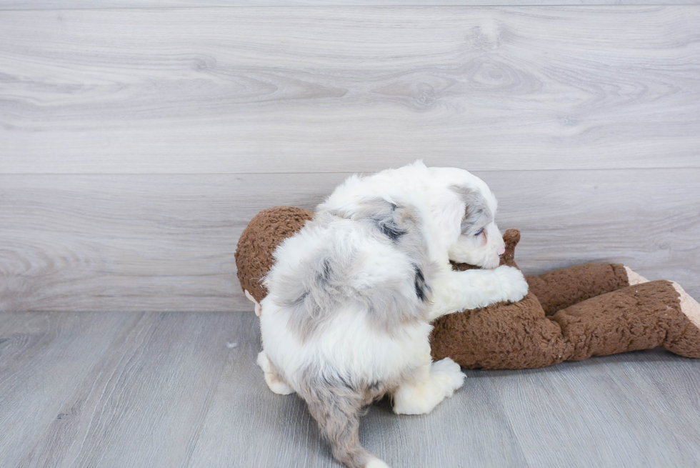 Mini Sheepadoodle Puppy for Adoption