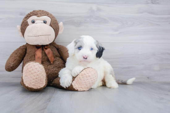 Friendly Mini Sheepadoodle Baby