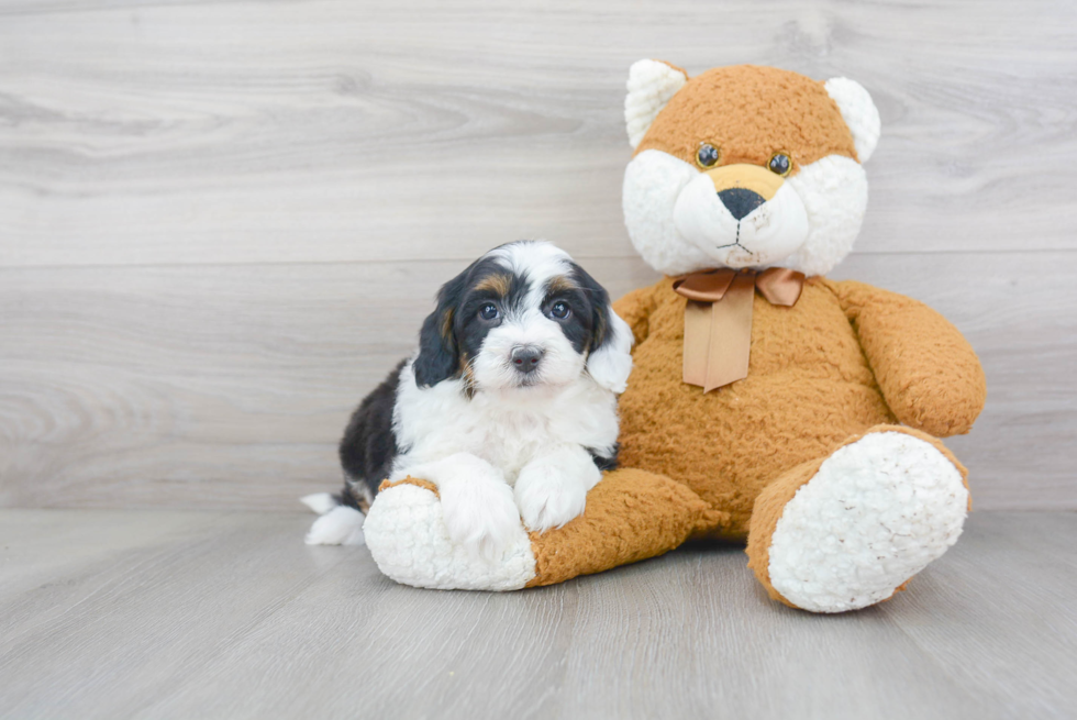 Best Mini Sheepadoodle Baby