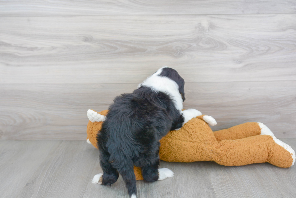 Best Mini Sheepadoodle Baby