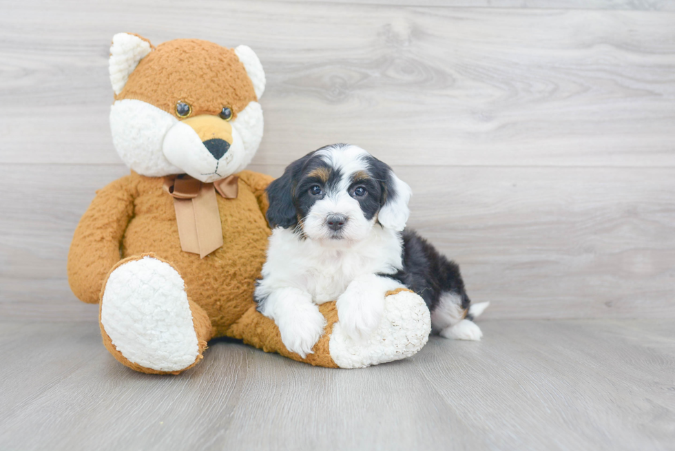 Mini Sheepadoodle Puppy for Adoption