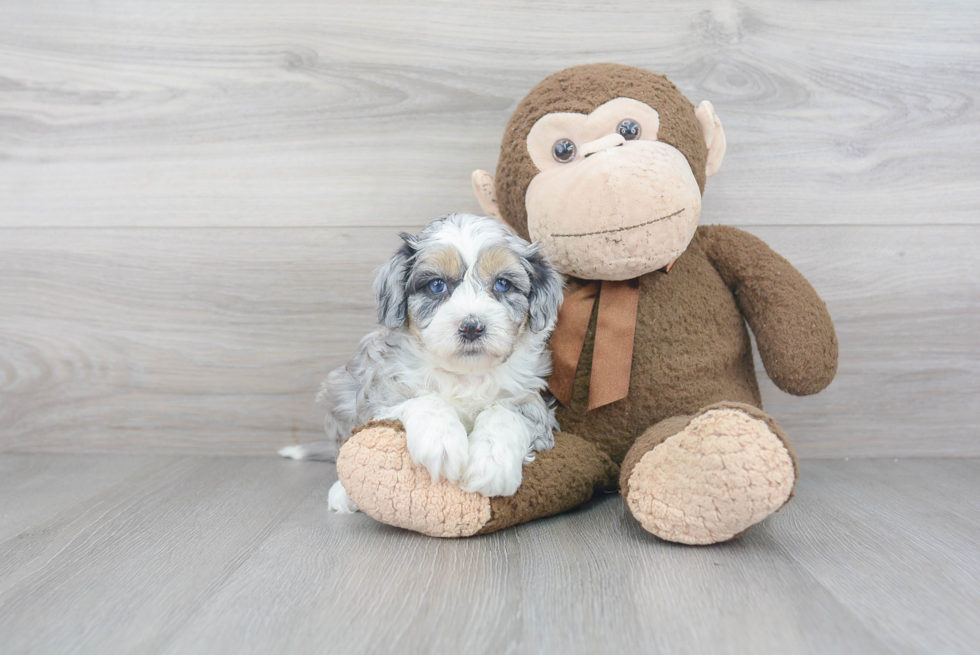 Popular Mini Sheepadoodle Poodle Mix Pup