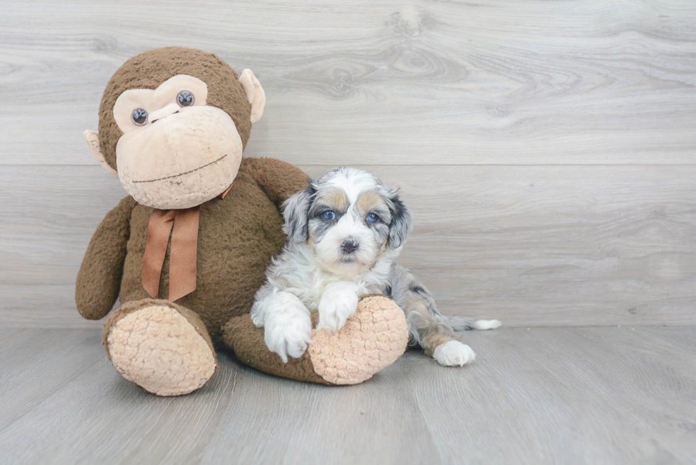 Mini Sheepadoodle Puppy for Adoption