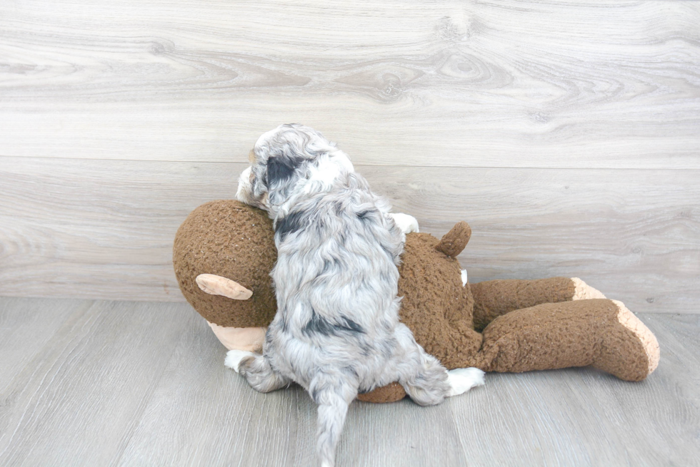 Popular Mini Sheepadoodle Poodle Mix Pup