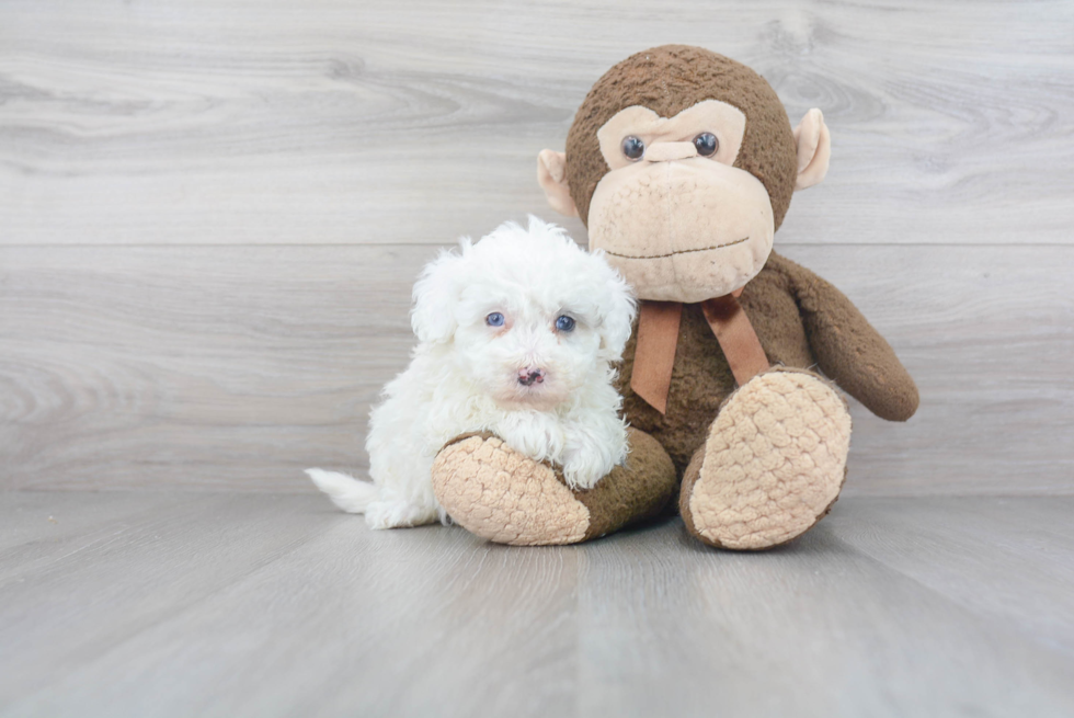 Mini Sheepadoodle Pup Being Cute