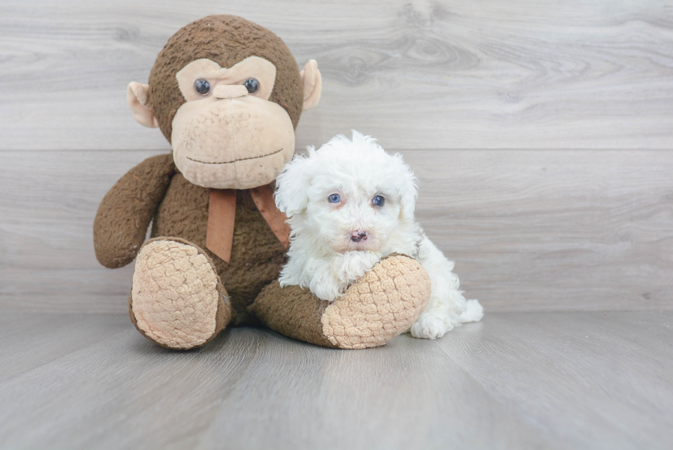 Mini Sheepadoodle Puppy for Adoption