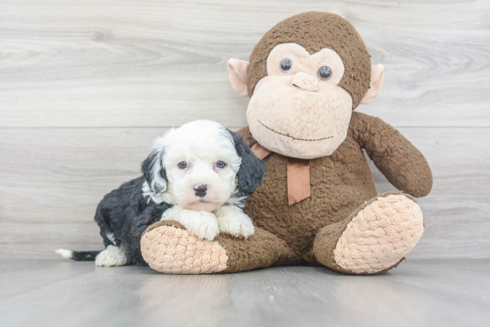 Mini Sheepadoodle Pup Being Cute