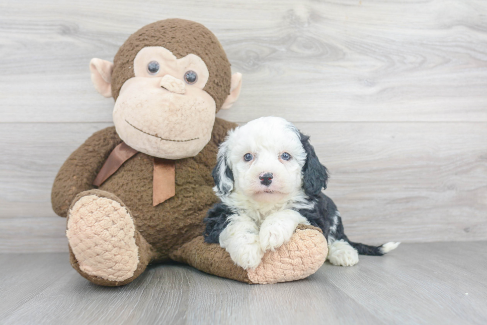 Petite Mini Sheepadoodle Poodle Mix Pup