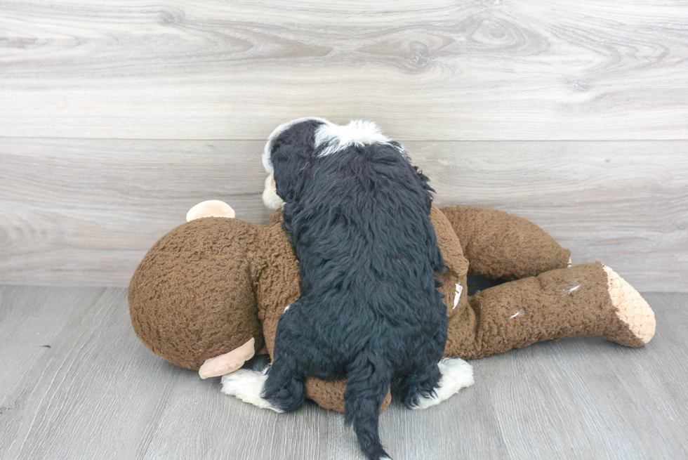 Mini Sheepadoodle Puppy for Adoption