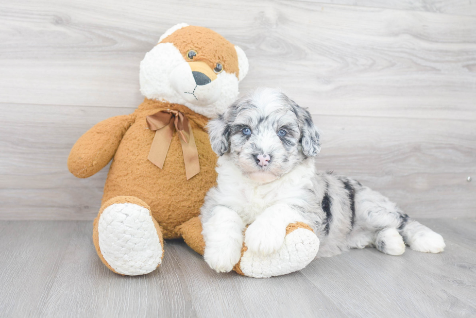 Best Mini Sheepadoodle Baby