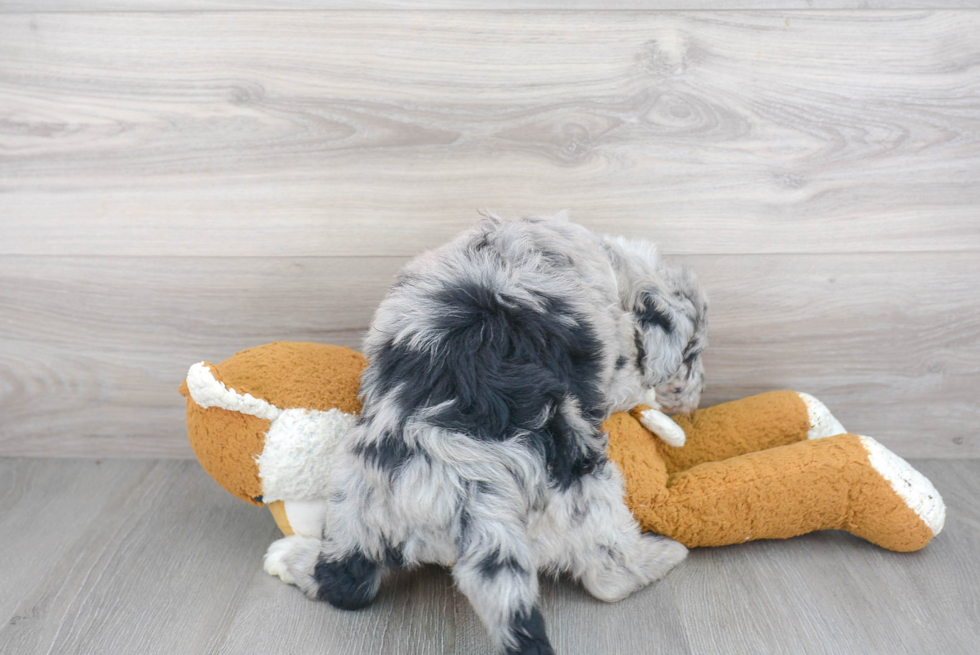 Little Sheep Dog Poodle Mix Puppy