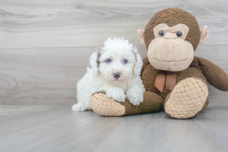 Mini Sheepadoodle Pup Being Cute