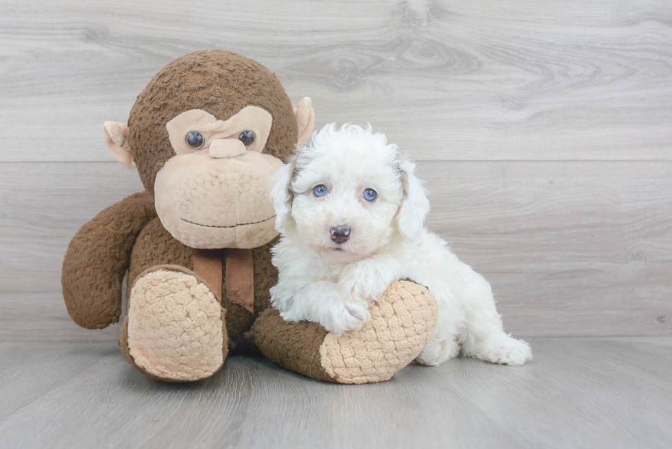 Mini Sheepadoodle Pup Being Cute