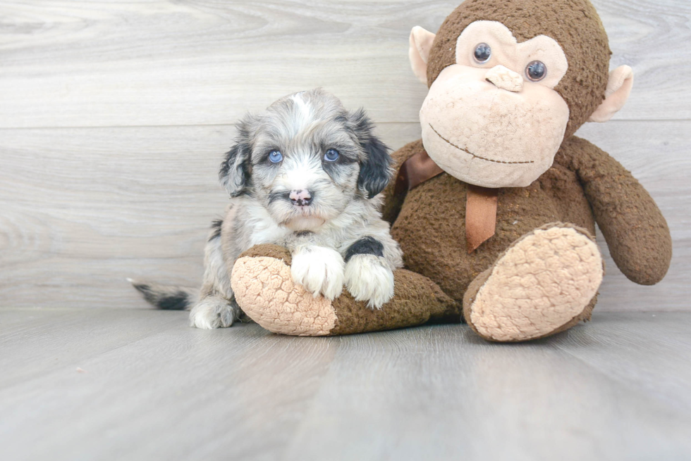 Sweet Mini Sheepadoodle Baby