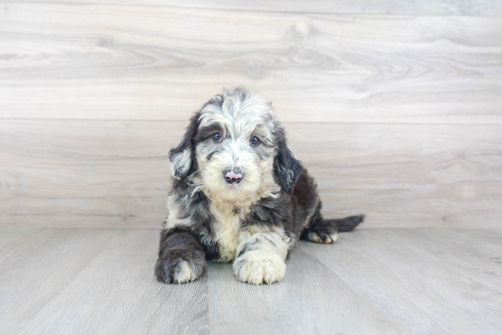 Adorable Sheep Dog Poodle Mix Puppy