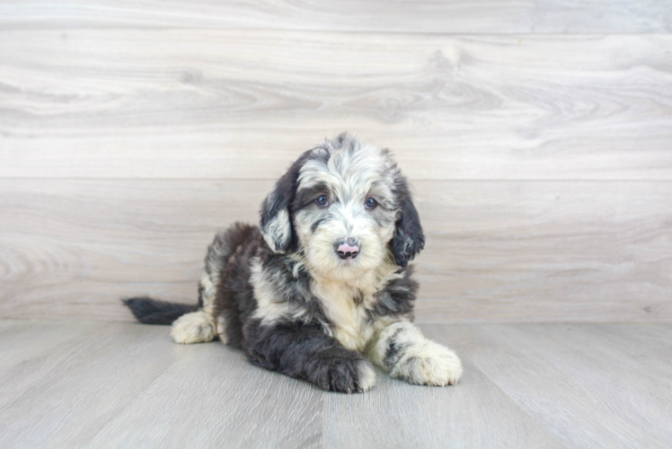 Mini Sheepadoodle Pup Being Cute