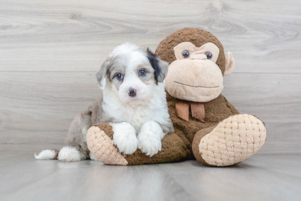 Mini Sheepadoodle Pup Being Cute