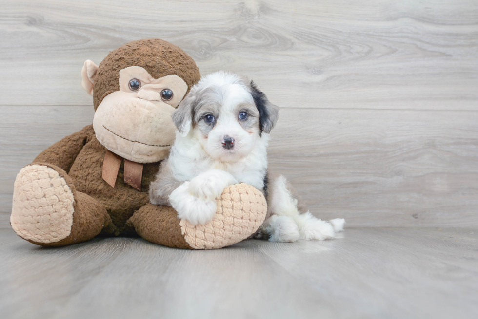 Best Mini Sheepadoodle Baby