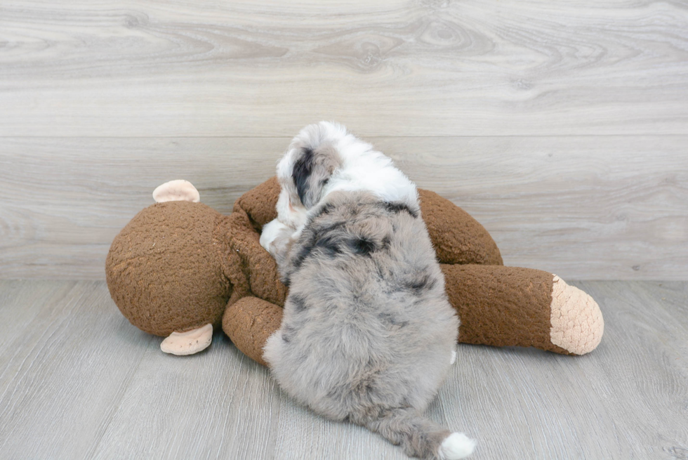 Fluffy Mini Sheepadoodle Poodle Mix Pup