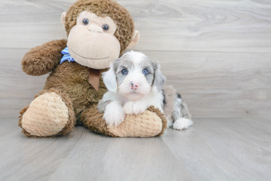 Mini Sheepadoodle Puppy for Adoption