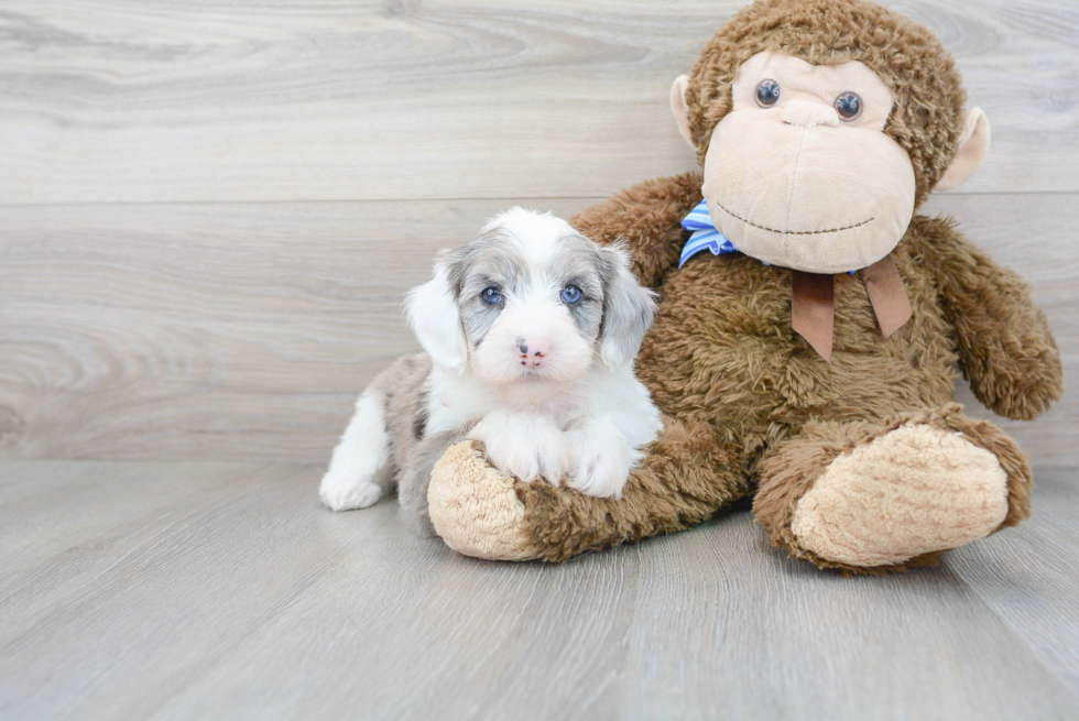 Cute Mini Sheepadoodle Baby