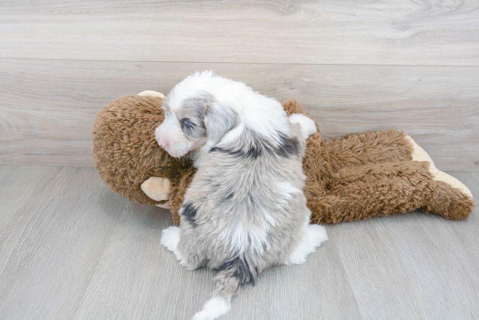 Mini Sheepadoodle Puppy for Adoption