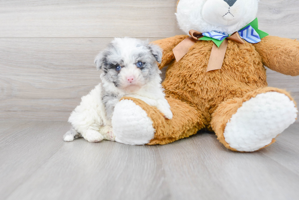 Little Sheep Dog Poodle Mix Puppy