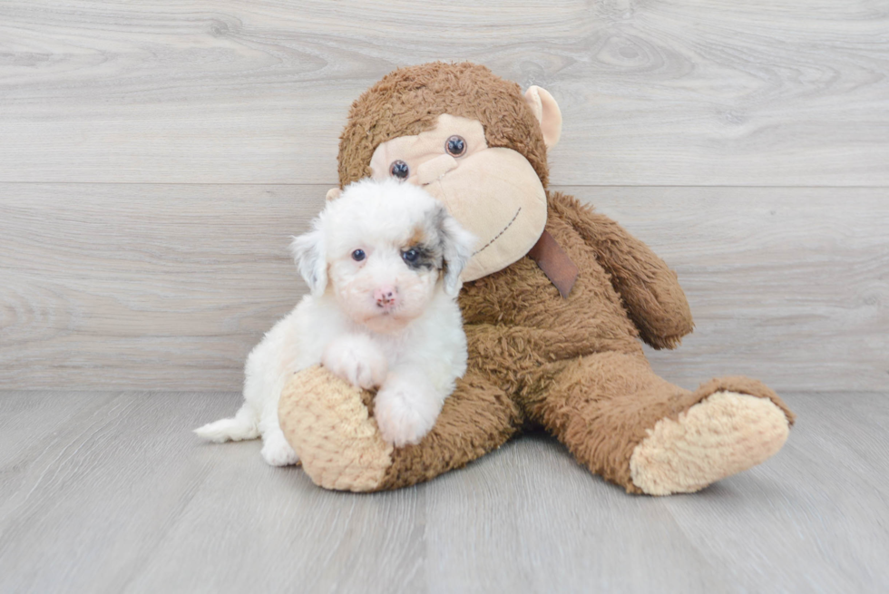 Best Mini Sheepadoodle Baby