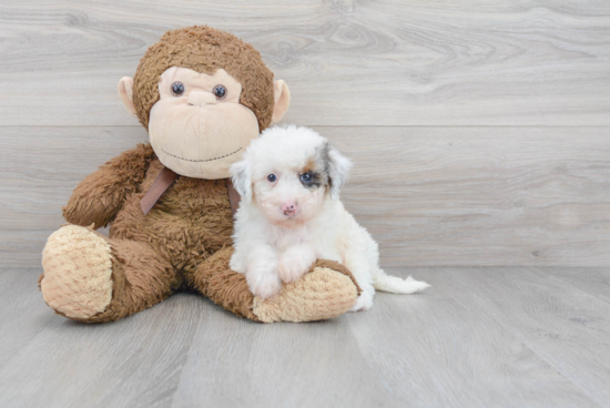 Friendly Mini Sheepadoodle Baby