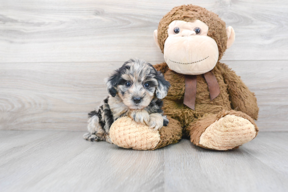 Little Sheep Dog Poodle Mix Puppy