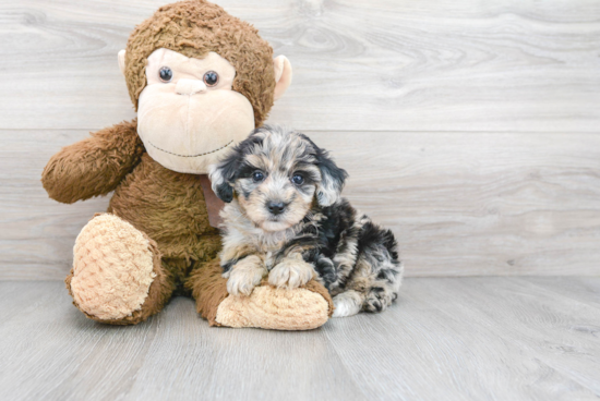 Petite Mini Sheepadoodle Poodle Mix Pup