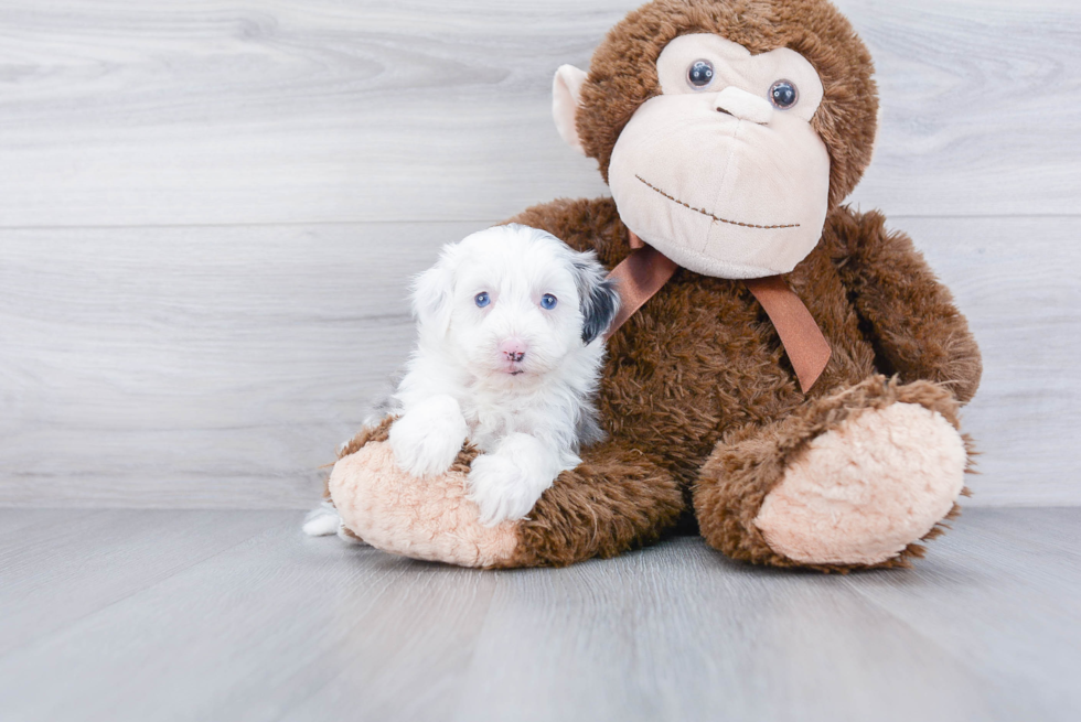 Adorable Sheep Dog Poodle Mix Puppy