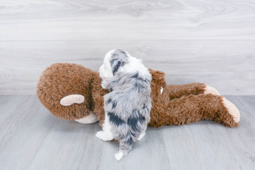 Sweet Mini Sheepadoodle Baby