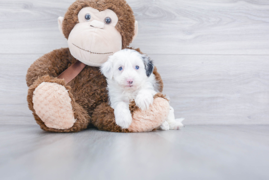 Energetic Sheep Dog Poodle Mix Puppy