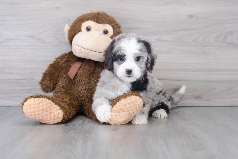 Hypoallergenic Sheep Dog Poodle Mix Puppy