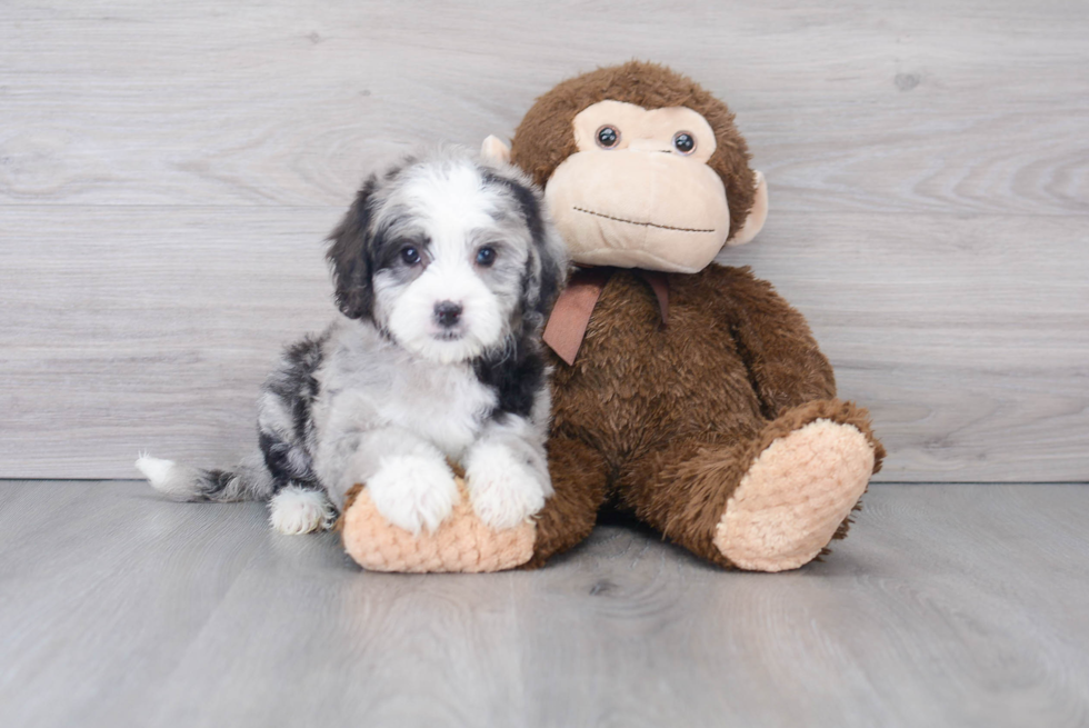 Mini Sheepadoodle Pup Being Cute