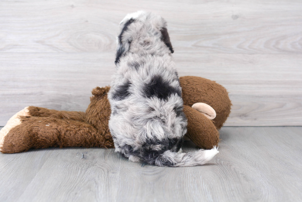 Mini Sheepadoodle Pup Being Cute