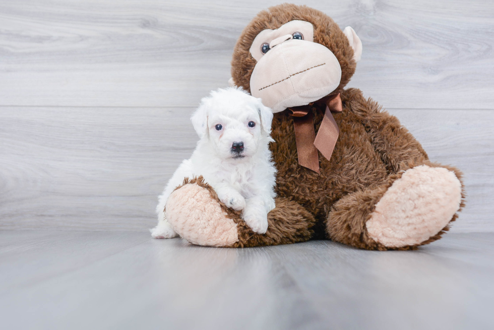 Small Mini Sheepadoodle Baby