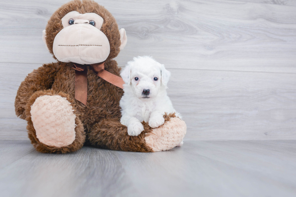 Mini Sheepadoodle Pup Being Cute