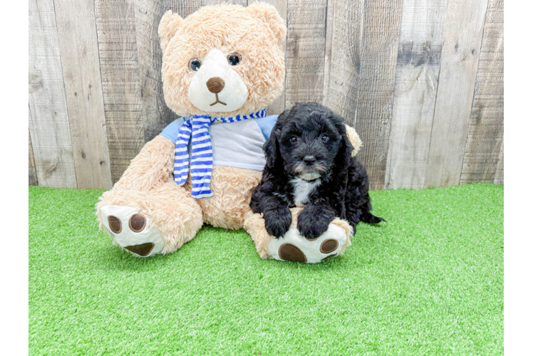 Cute Mini Sheepadoodle Baby