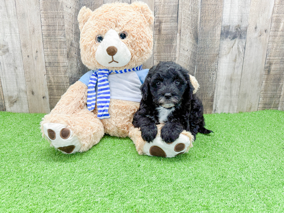 Cute Mini Sheepadoodle Baby